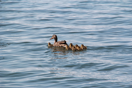 National Forest «Umpqua National Forest», reviews and photos, 1121 Houser Ct, Idleyld Park, OR 97447, USA
