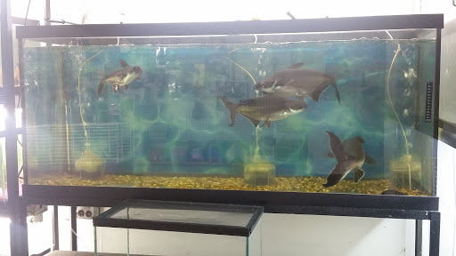 Pet Store «J & J Pet Shop», reviews and photos, 715 E Tremont Ave # 1, Bronx, NY 10457, USA