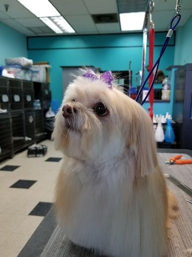 Clipper Ship Pet Grooming