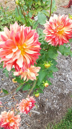 Farm «Beach Plum Farm», reviews and photos, 140 Stevens St, Cape May, NJ 08204, USA