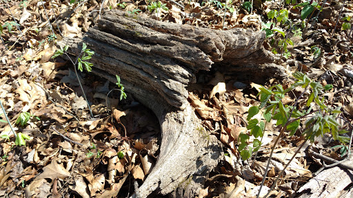 Nature Preserve «Shannondale Springs Wildlife Management Area», reviews and photos, Co Rte 9/5, Harpers Ferry, WV 25425, USA