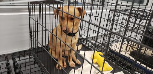 Pet Supply Store «Petco Animal Supplies», reviews and photos, 2965 Hempstead Turnpike, Levittown, NY 11756, USA