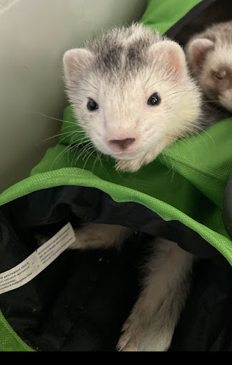 Pet Store «Pet Pro», reviews and photos, 1129 Union St, Bangor, ME 04401, USA