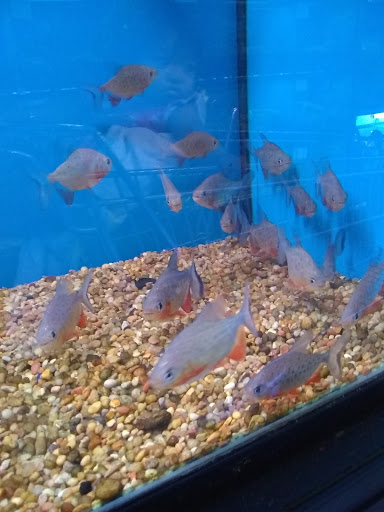 Pet Store «Super Pets», reviews and photos, 9403 E Las Tunas Dr, Temple City, CA 91780, USA