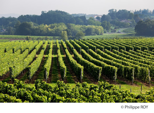 Vignobles Siozard à Lugaignac