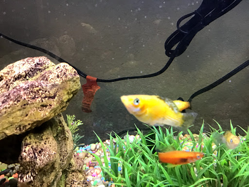 Pet Supply Store «Petco Animal Supplies», reviews and photos, 4030 N MacArthur Blvd #200, Irving, TX 75038, USA