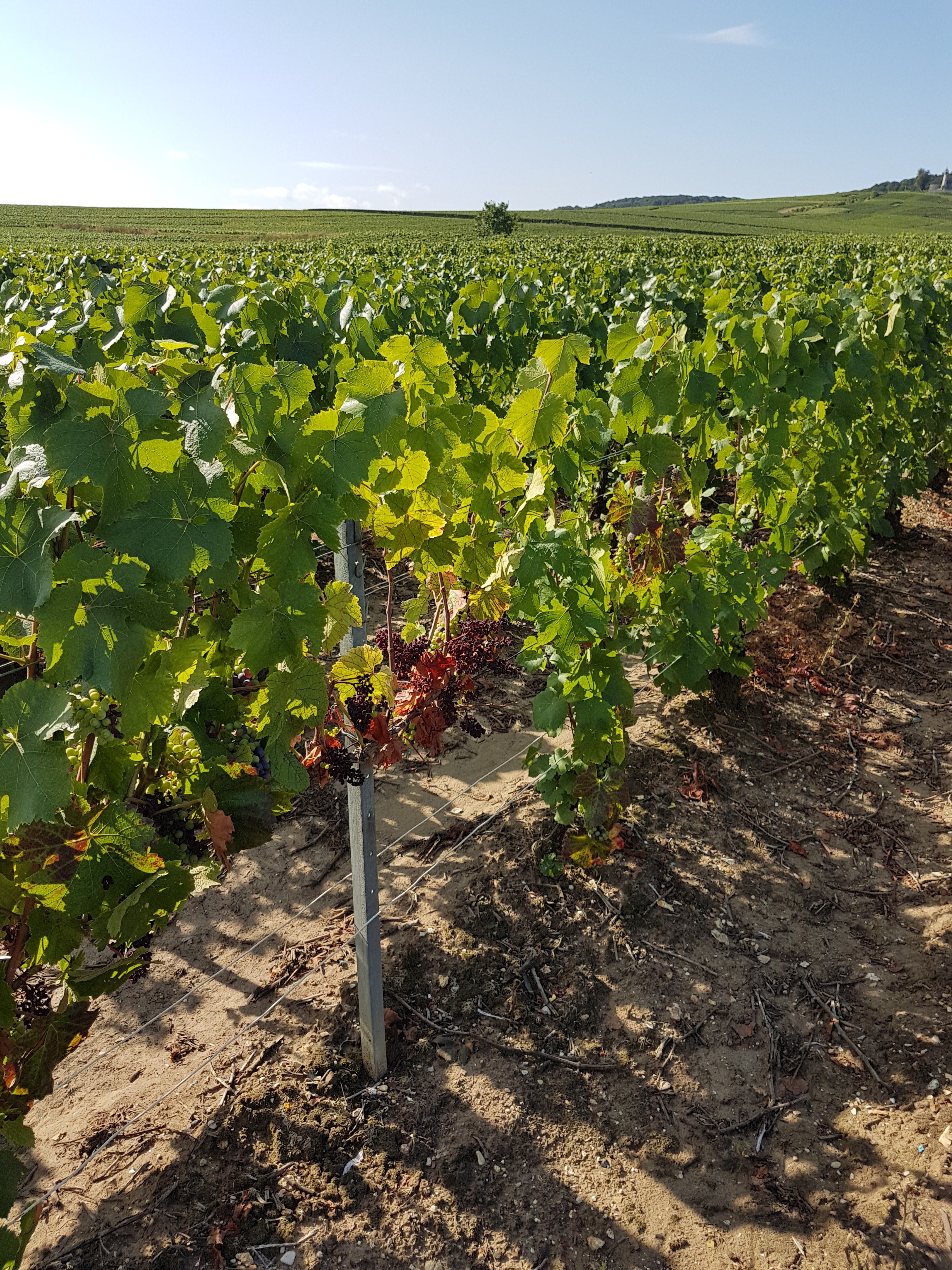 Photo n° 8 de l'avis de TWIN.A fait le 04/10/2019 à 14:05