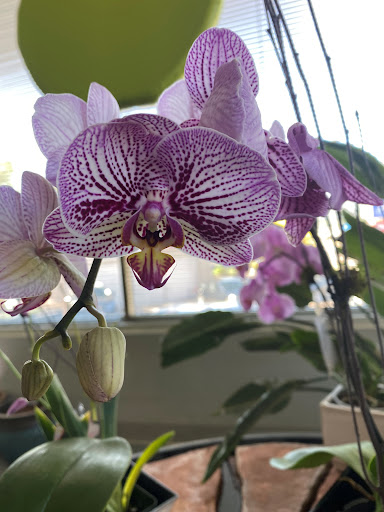 Florist «Skyway Creations», reviews and photos, 1407 S 8th St, Colorado Springs, CO 80905, USA