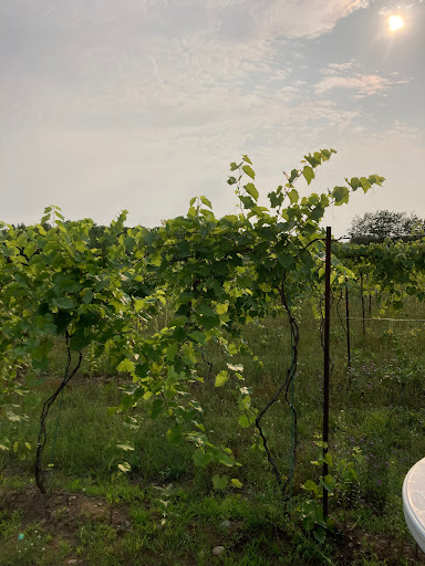 Winery «Seven Ponds Winery», reviews and photos, 87380 Betzold Rd, Bayfield, WI 54814, USA