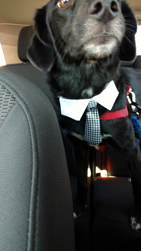 Pet Supply Store «Petco Animal Supplies», reviews and photos, 1337 N National Rd, Columbus, IN 47201, USA