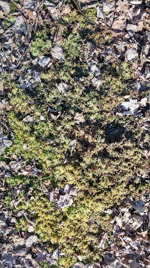 Jamesburg Park - photo 87