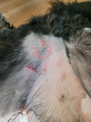 Pet Groomer «Tidy Dog Pet Supply & Salon», reviews and photos, 2612 Lebanon Pike A, Nashville, TN 37214, USA