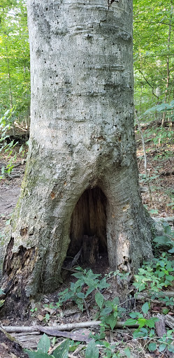 Nature Preserve «Meltzer Woods», reviews and photos, 1522 S 600 E, Shelbyville, IN 46176, USA