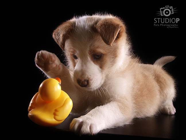 Comentários e avaliações sobre o Studio P - Pets Photography