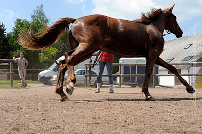 Centre Hospitalier Vétérinaire Equin de Livet à Livarot-Pays-d'Auge