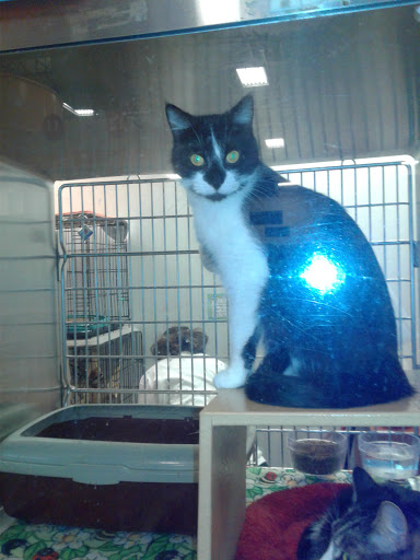 Pet Supply Store «Petco Animal Supplies», reviews and photos, 12014 SW 88th St, Miami, FL 33186, USA