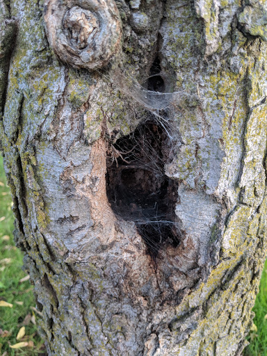 Park «Prairie Park», reviews and photos, 431 Knollwood Dr, Barrington, IL 60010, USA