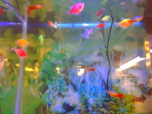 Pet Supply Store «Pets For You», reviews and photos, 413 N Main St, Rice Lake, WI 54868, USA