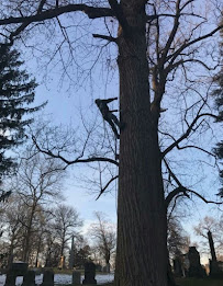 The smart Trick of Tree Service Company That Nobody is Talking About