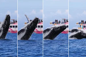 Boat Club Whale Watch & Adventure Cruises image
