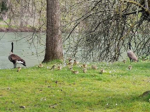 RV Park «Shamrock Village RV Park», reviews and photos, 4531 Franklin Blvd, Eugene, OR 97403, USA