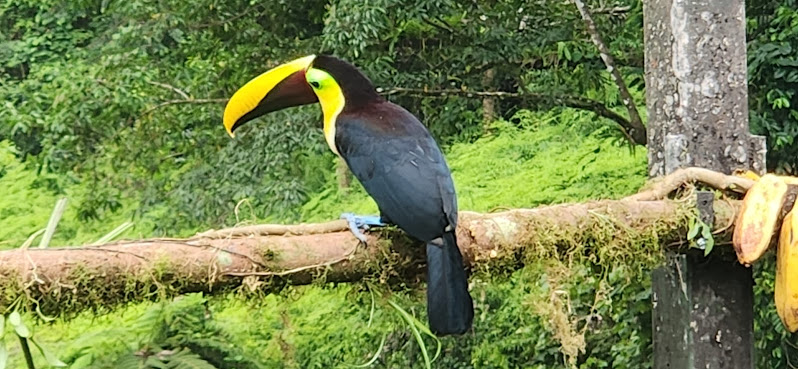 Urritrek Costa Rica by null