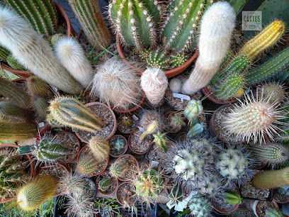 Cactus de Diego