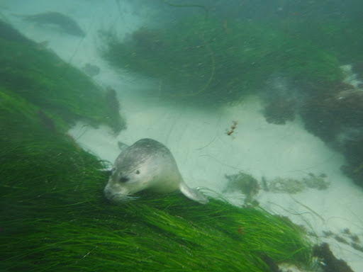 Sporting Goods Store «La Jolla Swim and Sport», reviews and photos, 1008 Torrey Pines Rd, La Jolla, CA 92037, USA