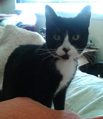 Northeast Philadelphia Pet Sitting & Pet Care - Photo 4 - Car repair in , Philadelphia