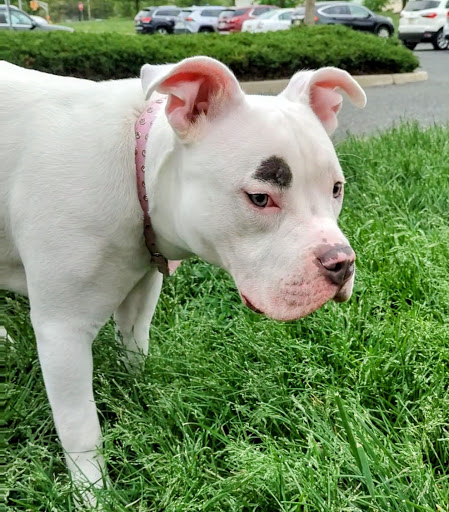 Pet Supply Store «PetSmart», reviews and photos, 467 Cross Keys Rd, Sicklerville, NJ 08081, USA