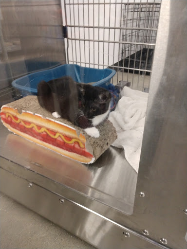 Pet Store «PetSmart», reviews and photos, 11805 Willow Creek Dr, Auburn, CA 95603, USA