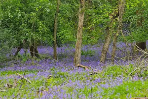Tiddesley Wood (nature reserve car park) image