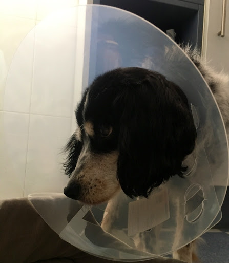 Consultorio Veterinario Entrepinos en Entrepinos