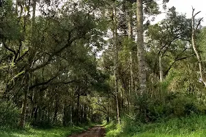 Três Barras National Forest image