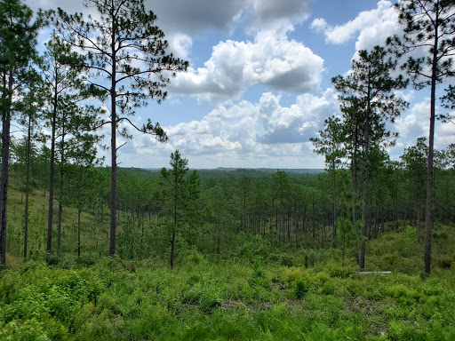Longleaf Vista Nature Trail