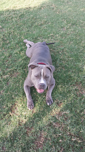 Park «W. Wayne Bunker Family Park», reviews and photos, 7351 W Alexander Rd, Las Vegas, NV 89129, USA