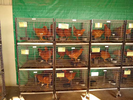 Poultry farm Santa Rosa
