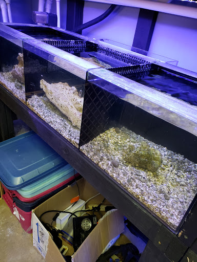 Tropical Fish Store «Saltwater Island», reviews and photos, 15214 Manchester Rd, Ballwin, MO 63011, USA