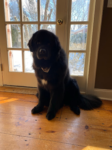 Pet Supply Store «Pet Supply Outlet», reviews and photos, 150 Spaulding Tpke, Portsmouth, NH 03801, USA