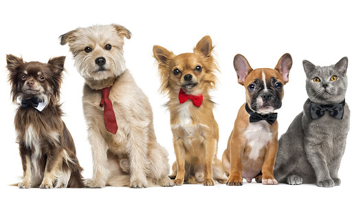 East Bank Veterinary Hospital veterinary clinic