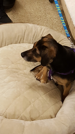 Pet Supply Store «PetSmart», reviews and photos, 5 Main St, East Hartford, CT 06118, USA