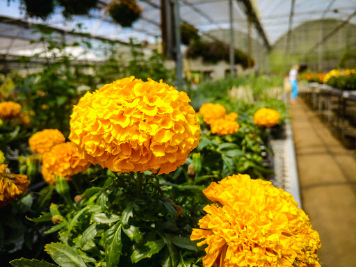 Florist «Sykes the Florist and Greenhouses», reviews and photos, 1300 Lawrence St, Lowell, MA 01852, USA