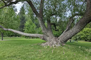 John A. Finch Arboretum image