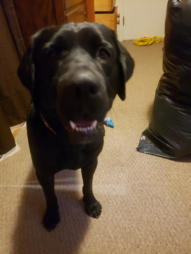 Life Care Animal Hospital: Harlow Amanda DVM image