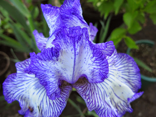 Garden Center «Victoria Gardens», reviews and photos, 1 Cottekill Rd, Rosendale, NY 12472, USA