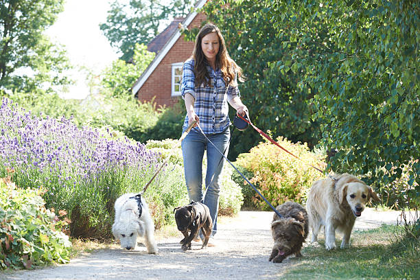 Houston Dog Walker