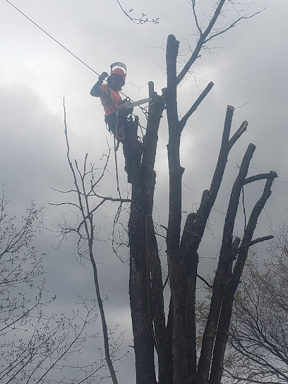 Brisebois Tree Removal