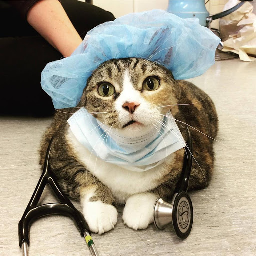 Winnipeg Animal Emergency Hospital image