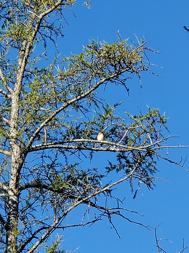 Nature Preserve «Tom S Cooperrider-Kent Bog State Nature Preserve», reviews and photos, 1028 Meloy Rd, Kent, OH 44240, USA