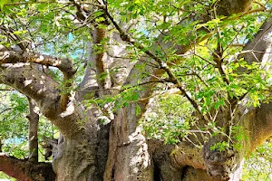 Ancient Baobab Tree image